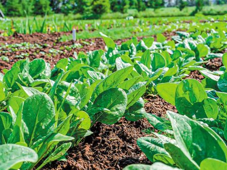 ypaithros-chora-efimerida-gia-tin-agrotiki-anaptyxi-kai-oikonomia-368869