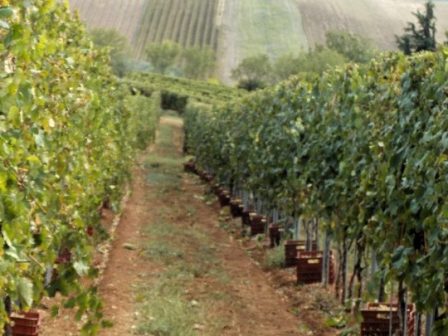 xanazontanevei-meta-tous-dasmous-trab-to-kynigi-symfonion-ston-pagkosmio-klado-ton-trofimon-370170