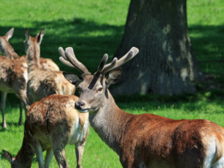 oi-oikologikoi-diadromoi-os-meso-prostasias-tis-agrias-zois-to-paradeigma-tou-kokkinou-elafiou-stin-parnitha-369144
