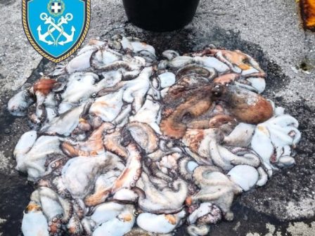 elaiolado-ta-kala-ladia-tha-plirothoun-alla-poso-371608