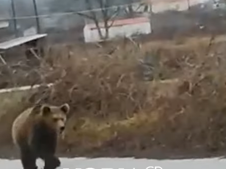 katastrafike-ktinotrofiki-egkatastasi-apo-anemostrovilo-stin-ileia-371810