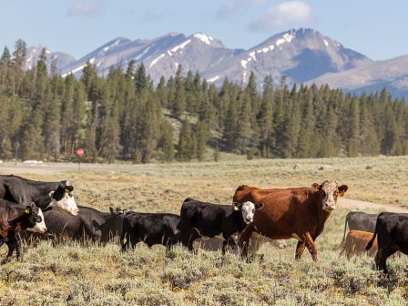 tynisiako-elaiolado-kai-ee-ena-zitima-pou-afora-ton-evropaiko-noto-kai-apaitei-koini-xekathari-stasi-371438