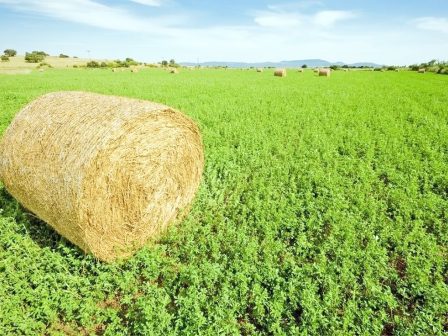 midiki-i-evlogia-ton-provaton-frenarei-tis-nees-spores-372177