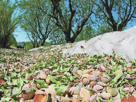 perimenoun-stirixi-stis-dendrodeis-kai-allagi-ston-kanonismo-tou-elga-oi-agrotes-tis-amth-372375