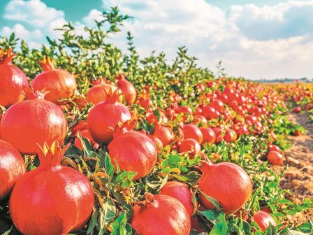 ypaithros-chora-efimerida-gia-tin-agrotiki-anaptyxi-kai-oikonomia-370685