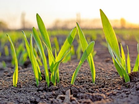 zizanioktonia-sitiron-371180