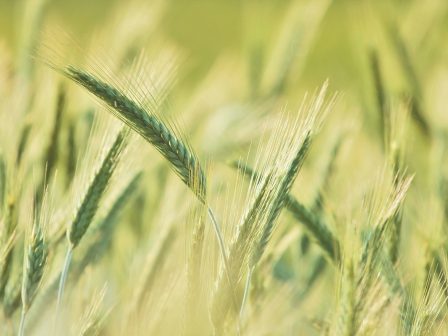 zizanioktonia-sitiron-371187