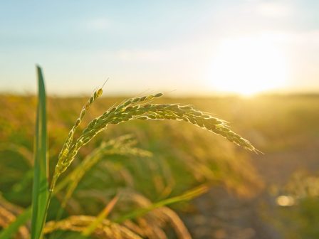 ypaithros-chora-efimerida-gia-tin-agrotiki-anaptyxi-kai-oikonomia-373693