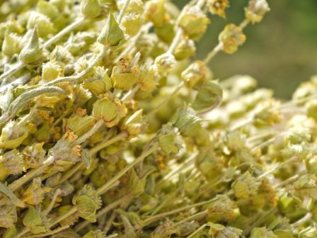 monodromos-oi-exagoges-gia-ta-aromatika-fyta-373604