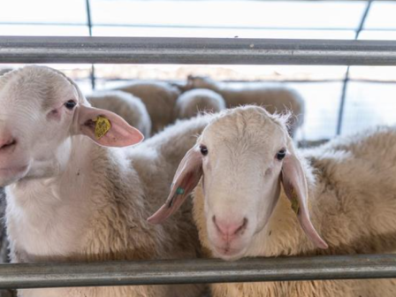 thessaloniki-syllipsi-ktinotrofou-gia-voskisi-400-aigoprovaton-ektos-poimniostasiou-373747