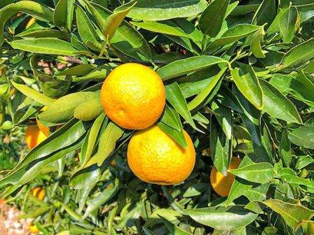 ypaithros-chora-efimerida-gia-tin-agrotiki-anaptyxi-kai-oikonomia-372993