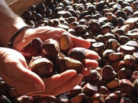 ypaithros-chora-efimerida-gia-tin-agrotiki-anaptyxi-kai-oikonomia-372997