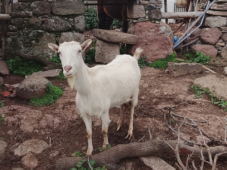 ikanopoiisi-ton-ktinotrofon-gia-tis-sfages-tis-apokrias-373640