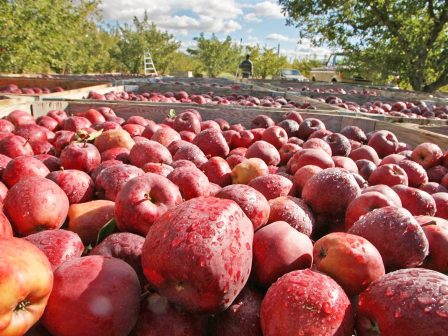 to-kanadiko-vodino-kreas-epistrefei-stin-kineziki-agora-372442