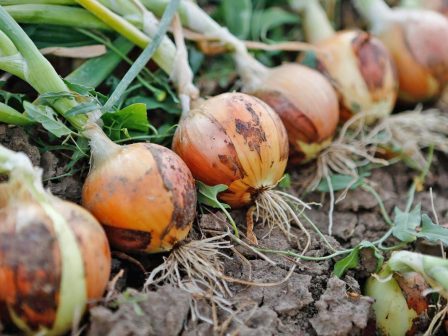 ypaithros-chora-efimerida-gia-tin-agrotiki-anaptyxi-kai-oikonomia-372935