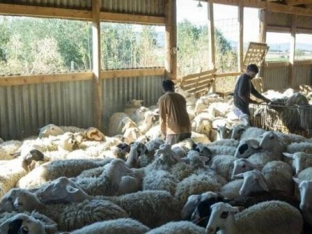 dyo-syllipseis-sti-thessalia-gia-paraviasi-metron-kata-tis-evlogias-aigoprovaton-373244