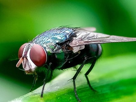 usda-to-schedio-gia-tin-katapolemisi-tou-parasitou-screwworm-pou-apeilei-tin-ktinotrofia-374020