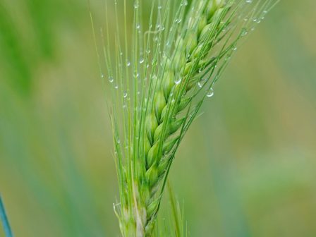 ypaithros-chora-efimerida-gia-tin-agrotiki-anaptyxi-kai-oikonomia-373586