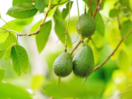 ypaithros-chora-efimerida-gia-tin-agrotiki-anaptyxi-kai-oikonomia-372512