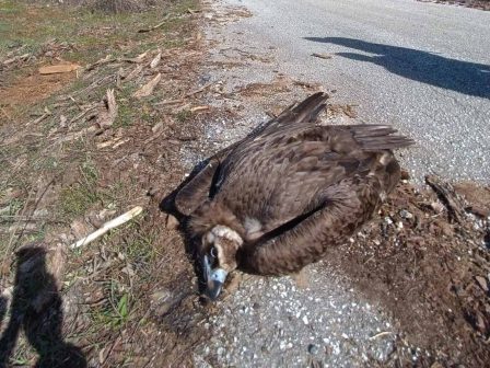 ypaithros-chora-efimerida-gia-tin-agrotiki-anaptyxi-kai-oikonomia-374932