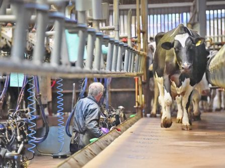 kata-43-afxithike-i-mesi-timi-paragogou-ageladinou-galaktos-to-2025-374247