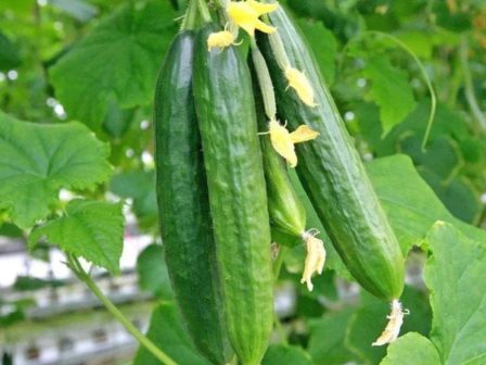 ypaithros-chora-efimerida-gia-tin-agrotiki-anaptyxi-kai-oikonomia-374415