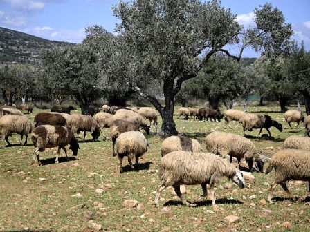 ypaat-pente-ta-epivevaiomena-krousmata-afthodous-sti-lesvo-se-epta-ektrofes-375797