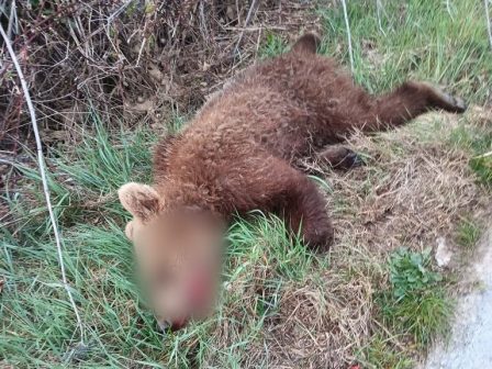 trochaio-me-nekro-arkoudaki-exo-apo-to-drosero-kozanis-376176