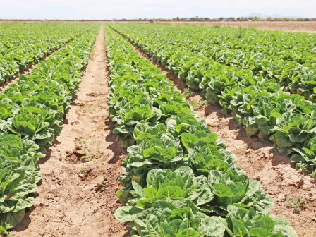 ypaithros-chora-efimerida-gia-tin-agrotiki-anaptyxi-kai-oikonomia-375952