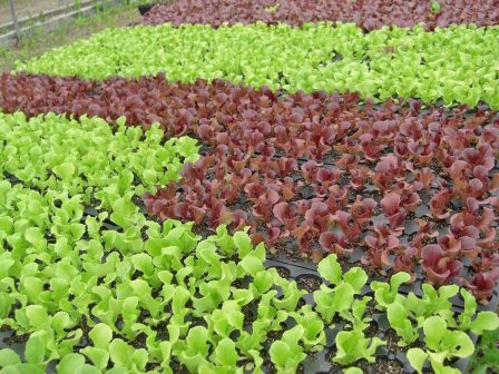 ypaithros-chora-efimerida-gia-tin-agrotiki-anaptyxi-kai-oikonomia-374512