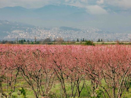 ypaithros-chora-efimerida-gia-tin-agrotiki-anaptyxi-kai-oikonomia-374424