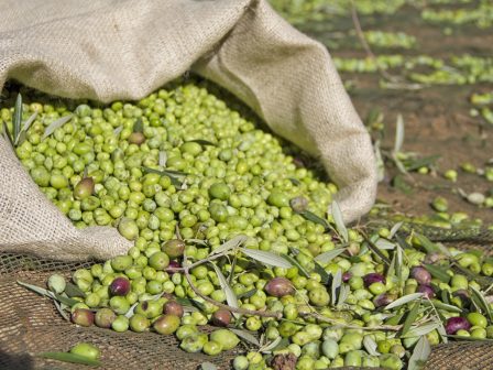 ypaithros-chora-efimerida-gia-tin-agrotiki-anaptyxi-kai-oikonomia-377218