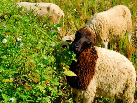 ypaithros-chora-efimerida-gia-tin-agrotiki-anaptyxi-kai-oikonomia-376409