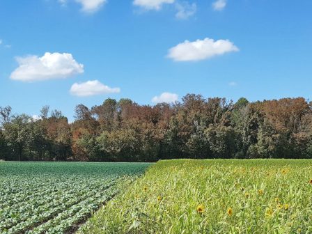 ypaithros-chora-efimerida-gia-tin-agrotiki-anaptyxi-kai-oikonomia-377622