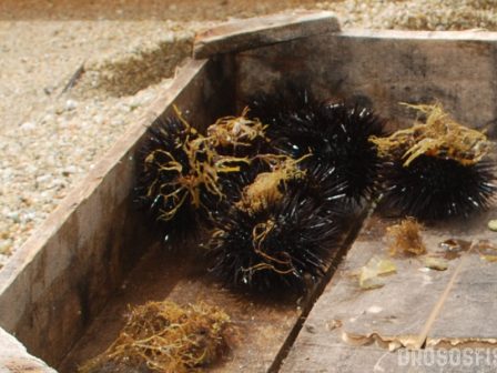 ypaithros-chora-efimerida-gia-tin-agrotiki-anaptyxi-kai-oikonomia-376652