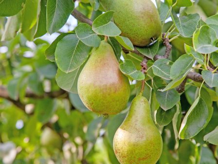 ypaithros-chora-efimerida-gia-tin-agrotiki-anaptyxi-kai-oikonomia-377421