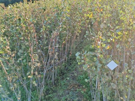 ypaithros-chora-efimerida-gia-tin-agrotiki-anaptyxi-kai-oikonomia-377275