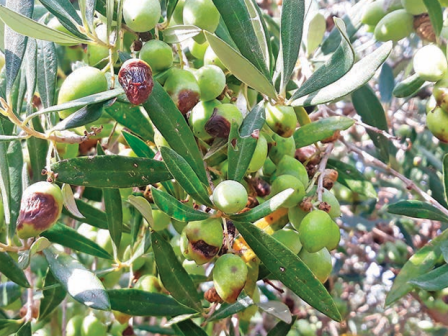 ypaithros-chora-efimerida-gia-tin-agrotiki-anaptyxi-kai-oikonomia-377629