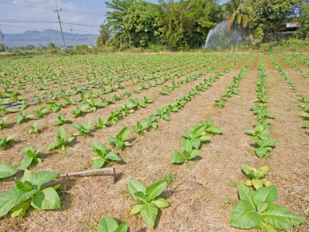 antidraseis-gia-to-ryzi-meta-ti-symfonia-tis-ee-gia-tis-dasmologikes-protimiseis-377881