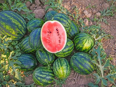 ypaithros-chora-efimerida-gia-tin-agrotiki-anaptyxi-kai-oikonomia-377768