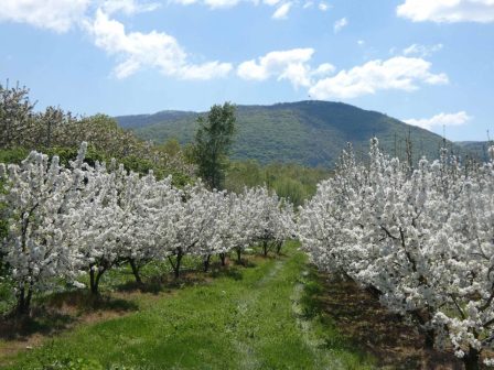 ypaithros-chora-efimerida-gia-tin-agrotiki-anaptyxi-kai-oikonomia-377486