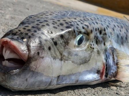 ypaithros-chora-efimerida-gia-tin-agrotiki-anaptyxi-kai-oikonomia-376281