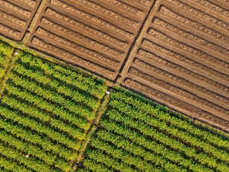 i-viologiki-threpsi-ton-fyton-377650