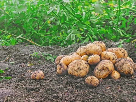 ypaithros-chora-efimerida-gia-tin-agrotiki-anaptyxi-kai-oikonomia-376504