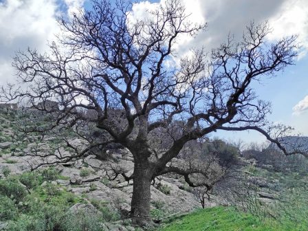 ypaithros-chora-efimerida-gia-tin-agrotiki-anaptyxi-kai-oikonomia-376758