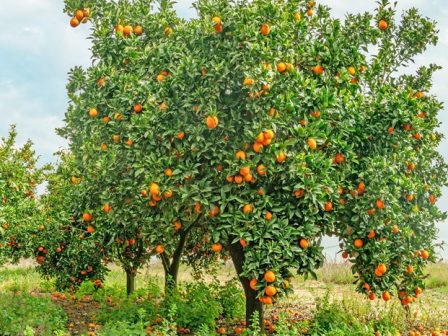 ypaithros-chora-efimerida-gia-tin-agrotiki-anaptyxi-kai-oikonomia-377909