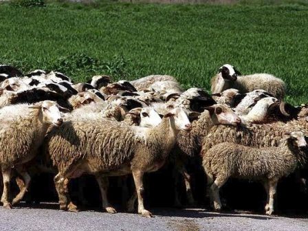 ypaithros-chora-efimerida-gia-tin-agrotiki-anaptyxi-kai-oikonomia-377530