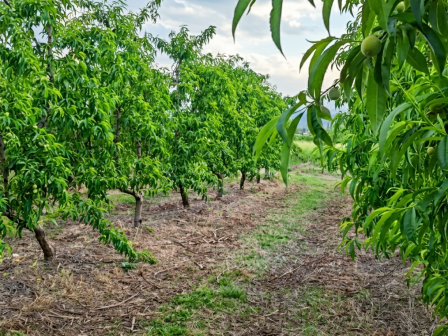 ypaithros-chora-efimerida-gia-tin-agrotiki-anaptyxi-kai-oikonomia-377897