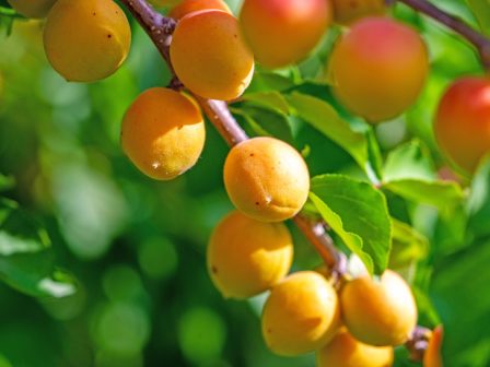 ypaithros-chora-efimerida-gia-tin-agrotiki-anaptyxi-kai-oikonomia-377751