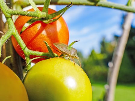 ypaithros-chora-efimerida-gia-tin-agrotiki-anaptyxi-kai-oikonomia-376996